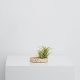 Terrazzo Trays by Capra Designs tray Capra Designs Small Pink Salt