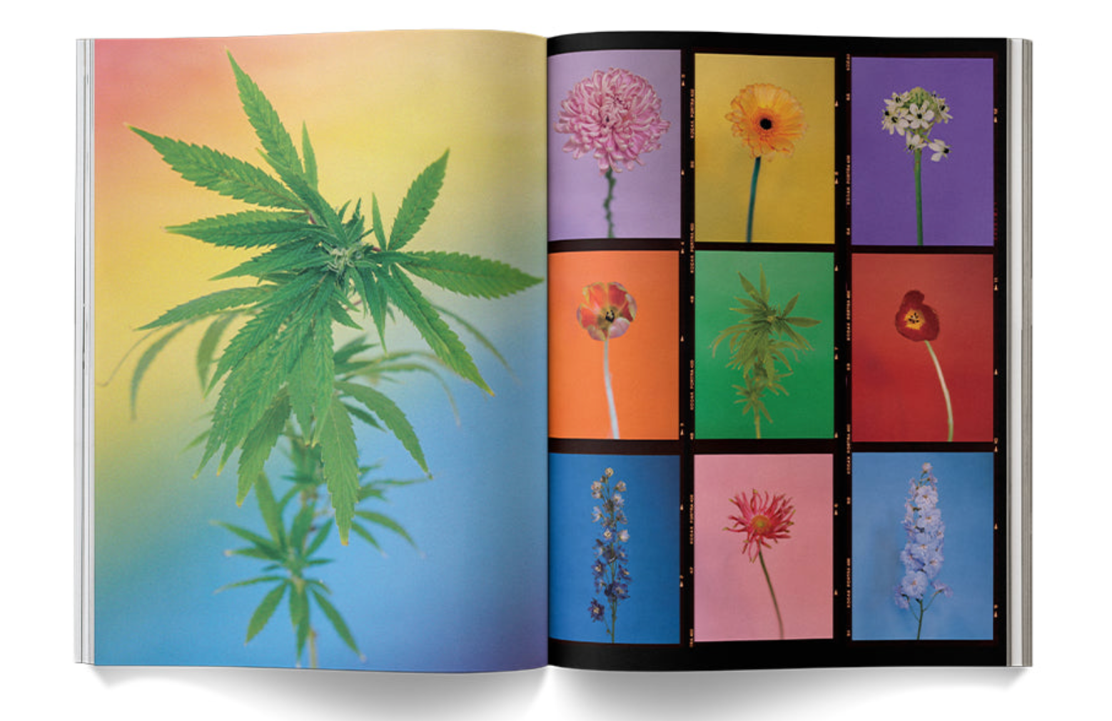 "A Weed is a Flower: Artful Cannabis Photography" - Broccoli Books broccoli