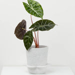 Spring Pot by Capra Design Pots & Planters CANDID HOME White Agave Speckle