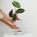 Spring Pot by Capra Design Pots & Planters CANDID HOME