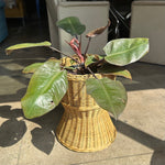 Vintage Rattan Planter - Price per Piece planter CANDID HOME