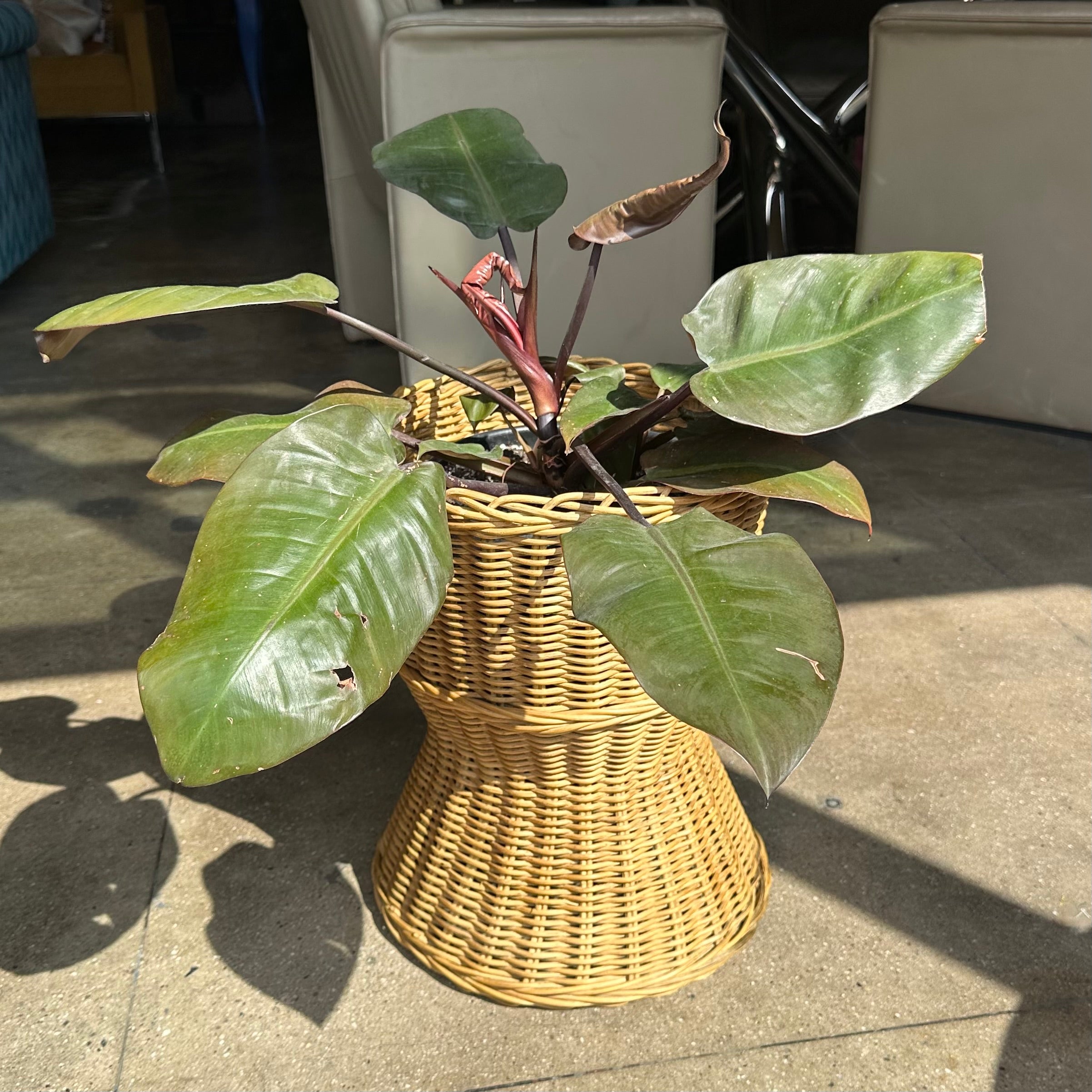 Vintage Rattan Planter - Price per Piece planter CANDID HOME