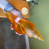 1970's Vintage Resin Seashell styling object CANDID HOME