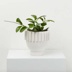 Solstice Planter by Capra Designs planter Capra Designs   