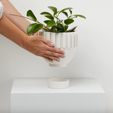 Solstice Planter by Capra Designs planter Capra Designs   