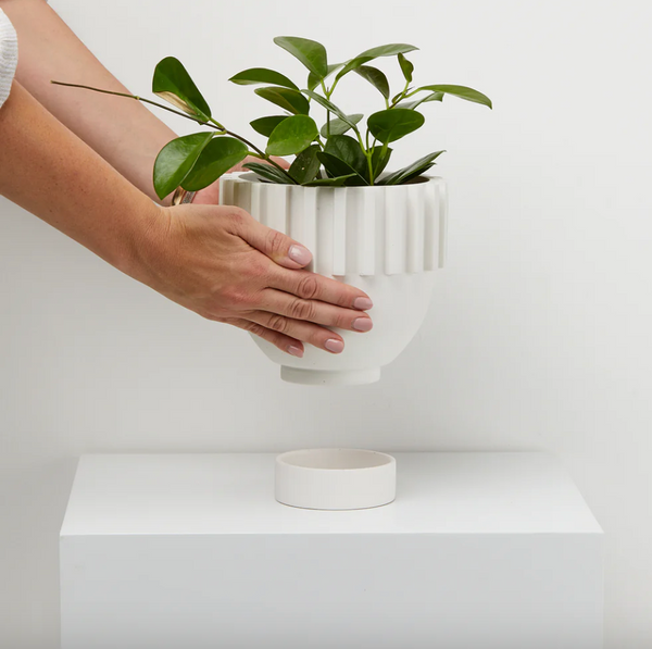 Solstice Planter by Capra Designs planter Capra Designs   