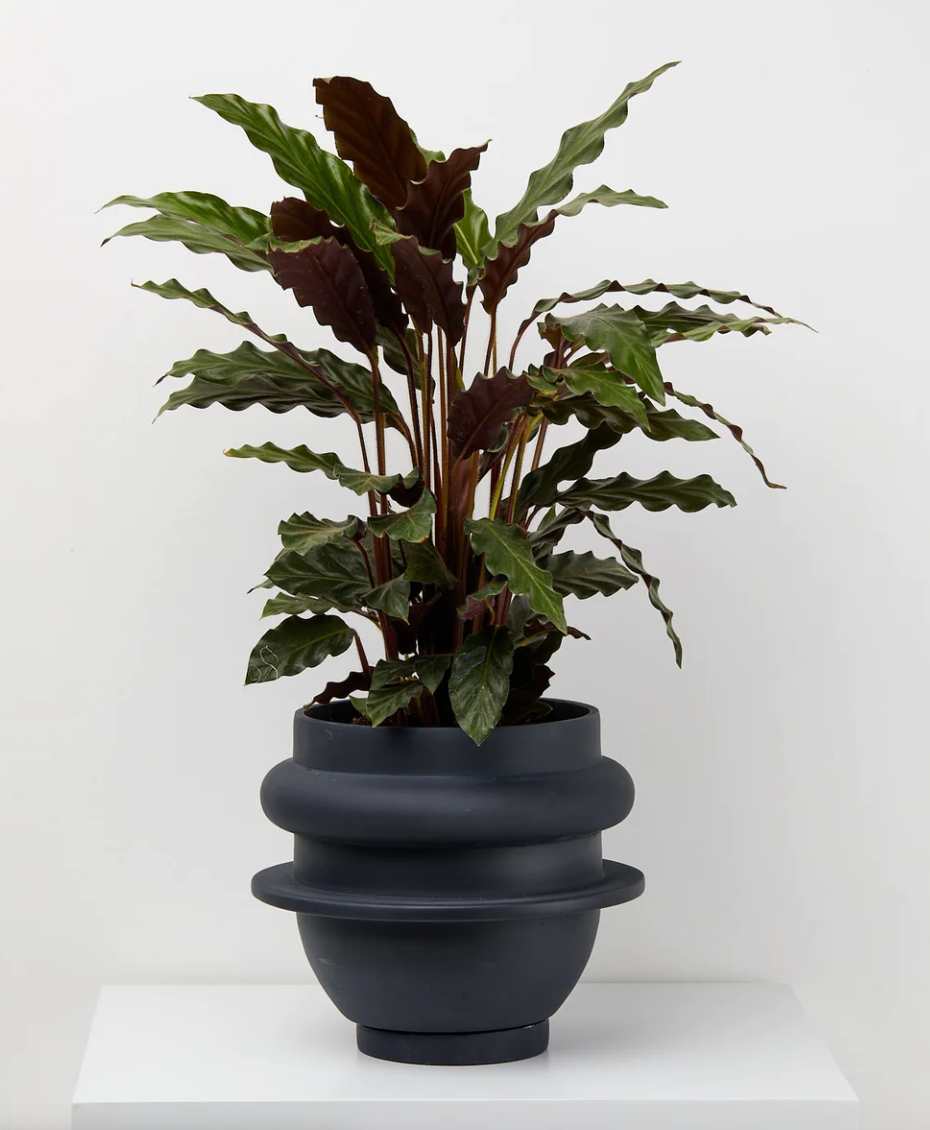 Bud Planter by Capra Designs planter Capra Designs   