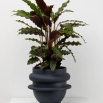 Bud Planter by Capra Designs planter Capra Designs   