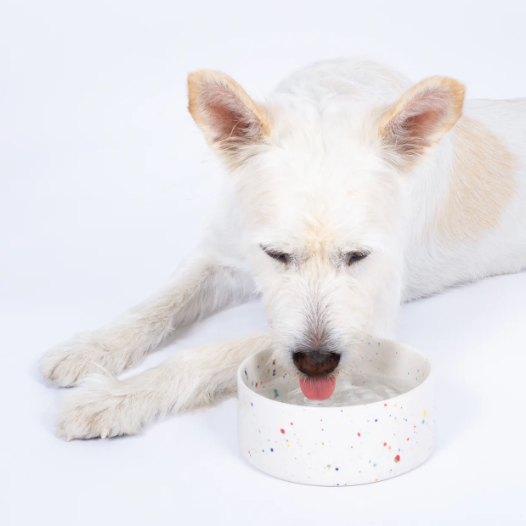 5.5" Speckled Ceramic Pet Bowl by Egg Back Home pet bowl egg back home