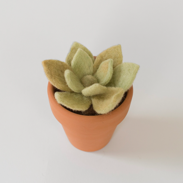 Needle Felting Kit: Succulent by Petit Felts craft kit petit felts