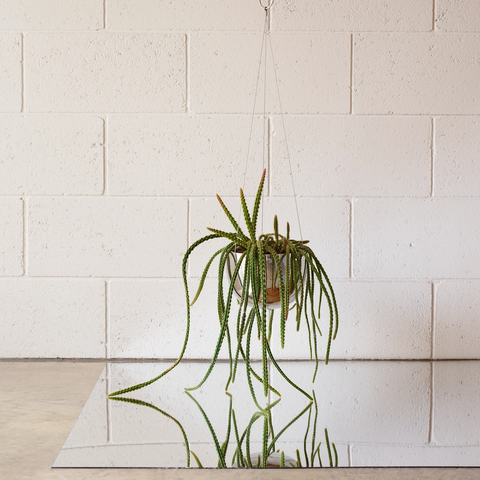 Clifton Hanging Planter by Aaron Probyn planter aaron probyn
