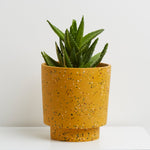 Banjo Planter by Capra Designs Pots & Planters Capra Designs Gold  