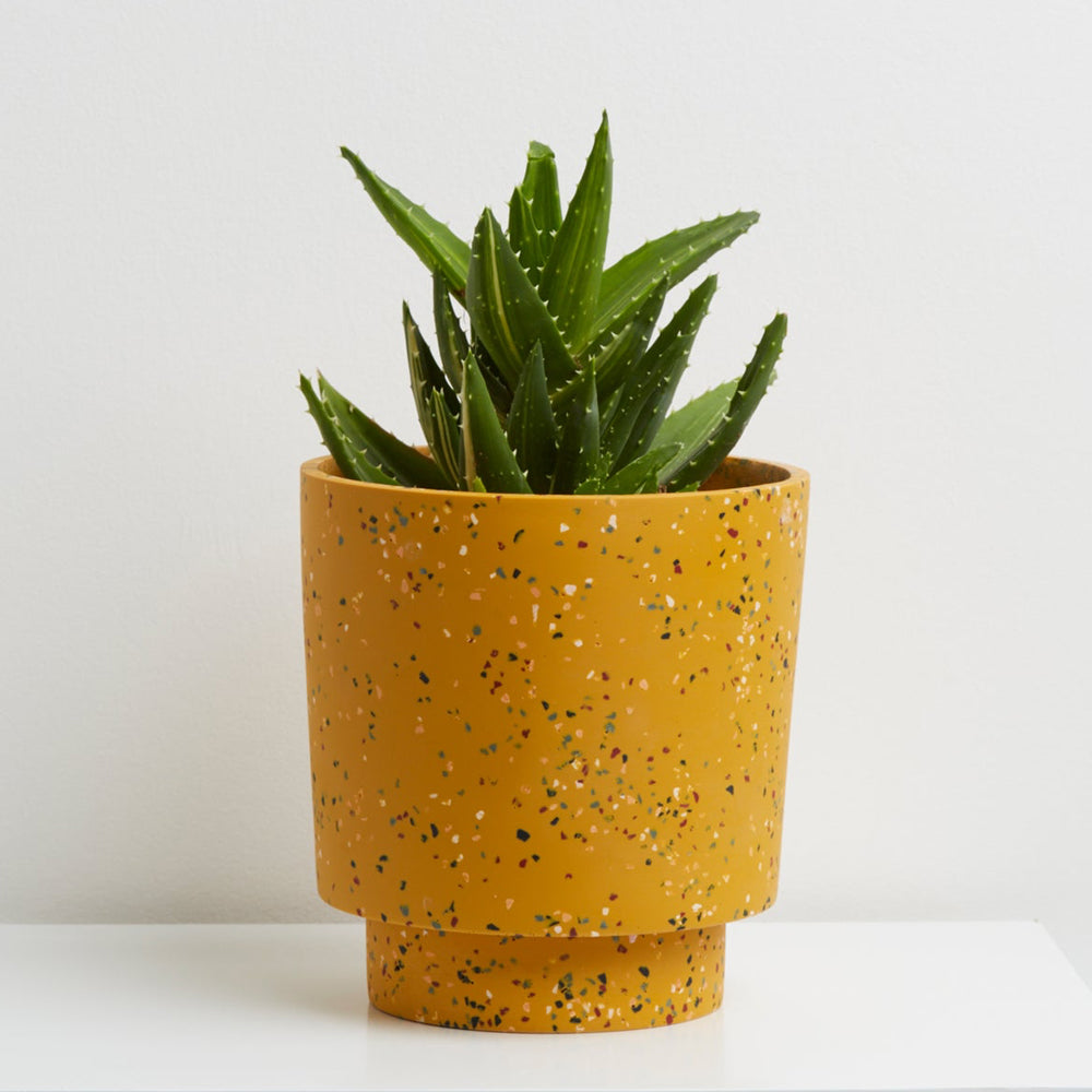 Banjo Planter by Capra Designs Pots & Planters Capra Designs Gold  