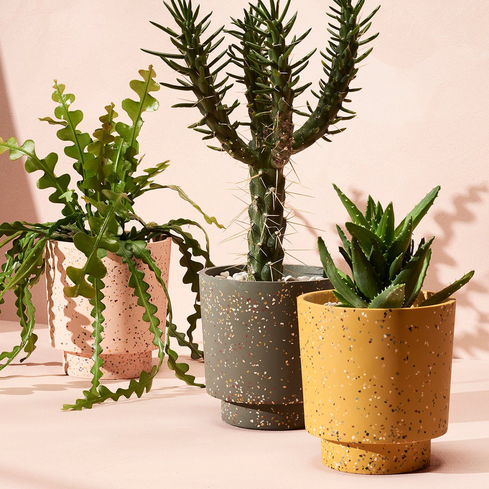 Banjo Planter by Capra Designs Pots & Planters Capra Designs   