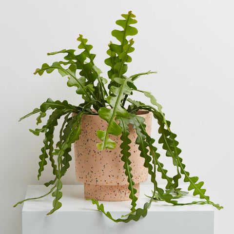 Banjo Planter by Capra Designs Pots & Planters Capra Designs Pink Salt  