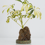 Terrazzo Trays by Capra Designs tray Capra Designs Small Agave  