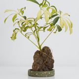 Terrazzo Trays by Capra Designs tray Capra Designs Small Agave  