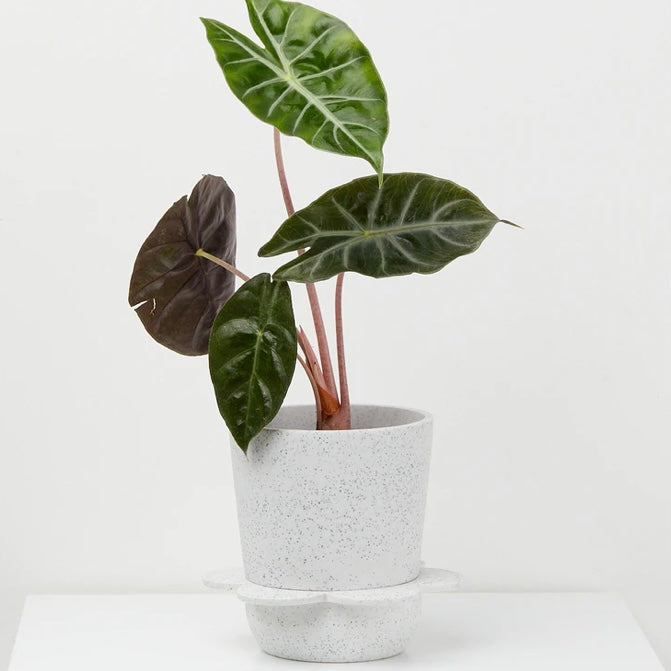 Spring Pot by Capra Design Pots & Planters CANDID HOME White Agave Speckle  