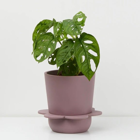 Spring Pot by Capra Design Pots & Planters CANDID HOME Musk  