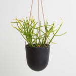 Hanging Planter by Capra Designs Pots & Planters Capra Designs   