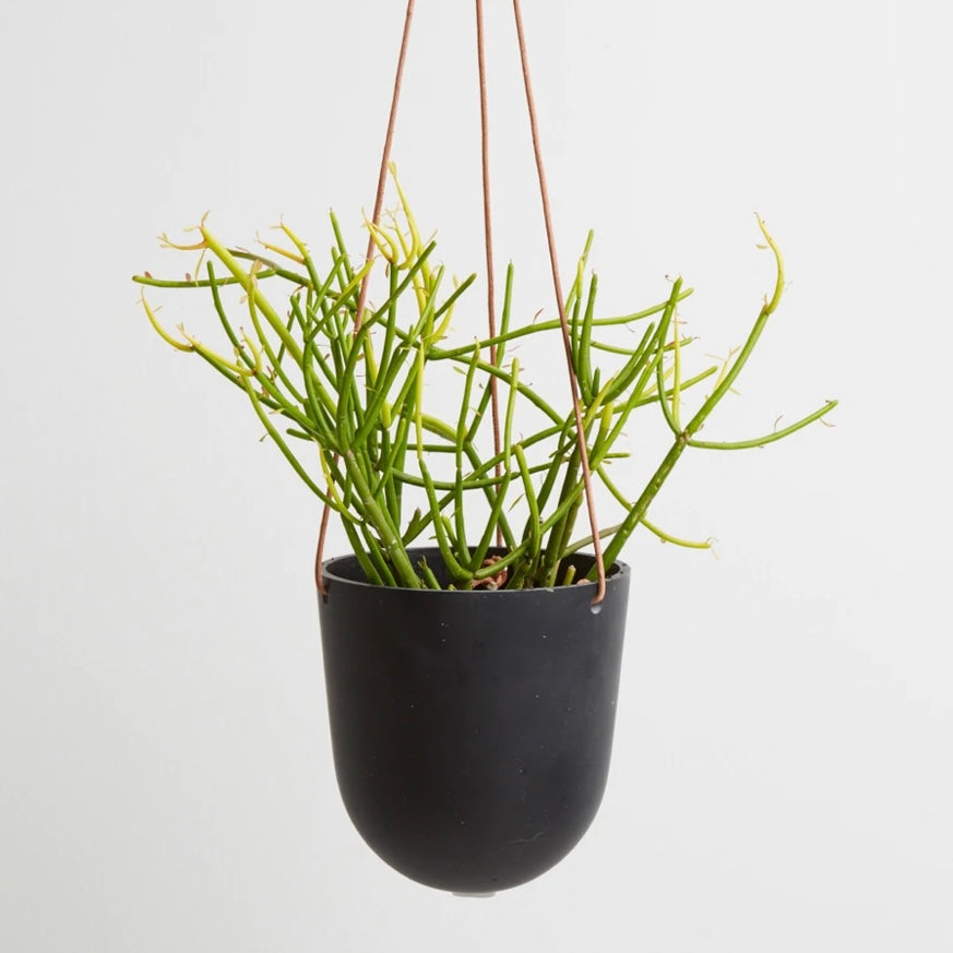 Hanging Planter by Capra Designs Pots & Planters Capra Designs   