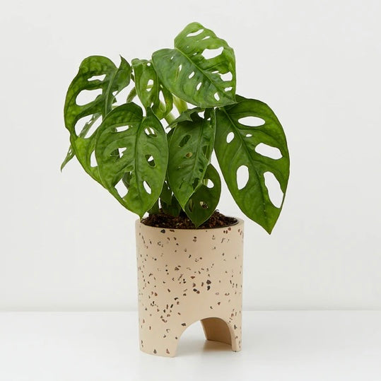 Small Archie Planter By Capra Design Pots & Planters Capra Designs Fossil Terrazzo  
